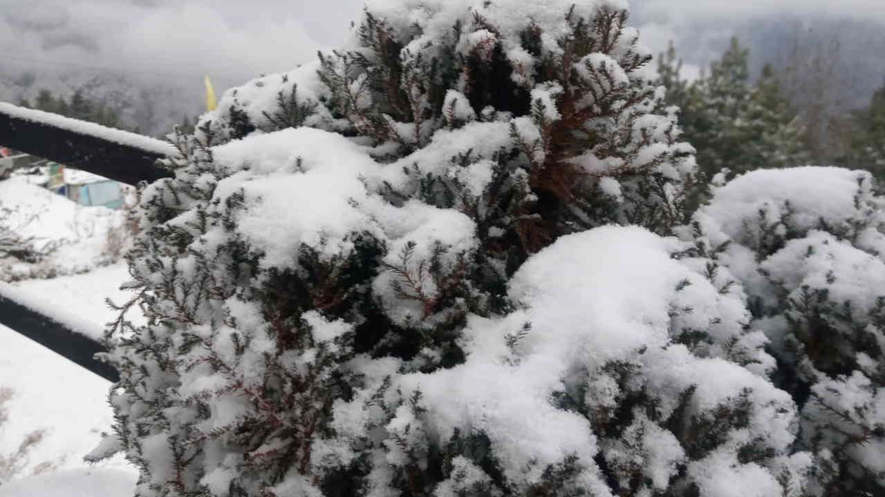 Snowfall in Auli A day before Christmas heavy snowfall tourists flocked to Auli Uttarakhand Watch Photos