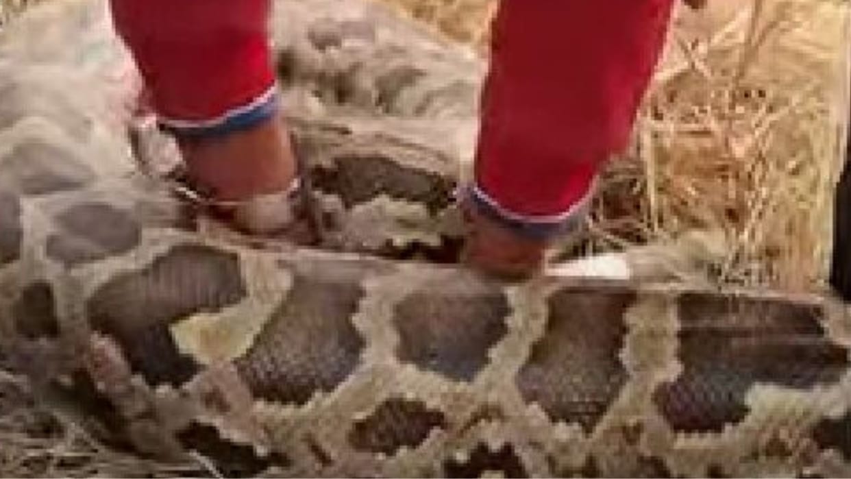 You would not have seen such a python It had made its hideout in the fields created a stir in Kathhar