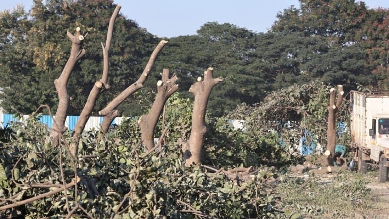 exclusive indore news tree cutting green belt water level air pollution nature