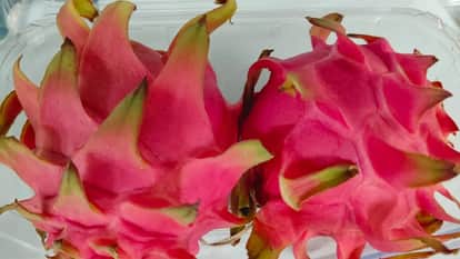 Uttarakhand government is providing 80 percent subsidy on dragon fruit read All Updates in hindi