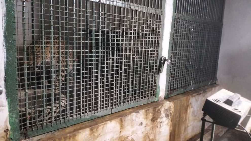 Leopard rescued from Farrukhabad and brought to zoo quarantined in hospital for 15 days