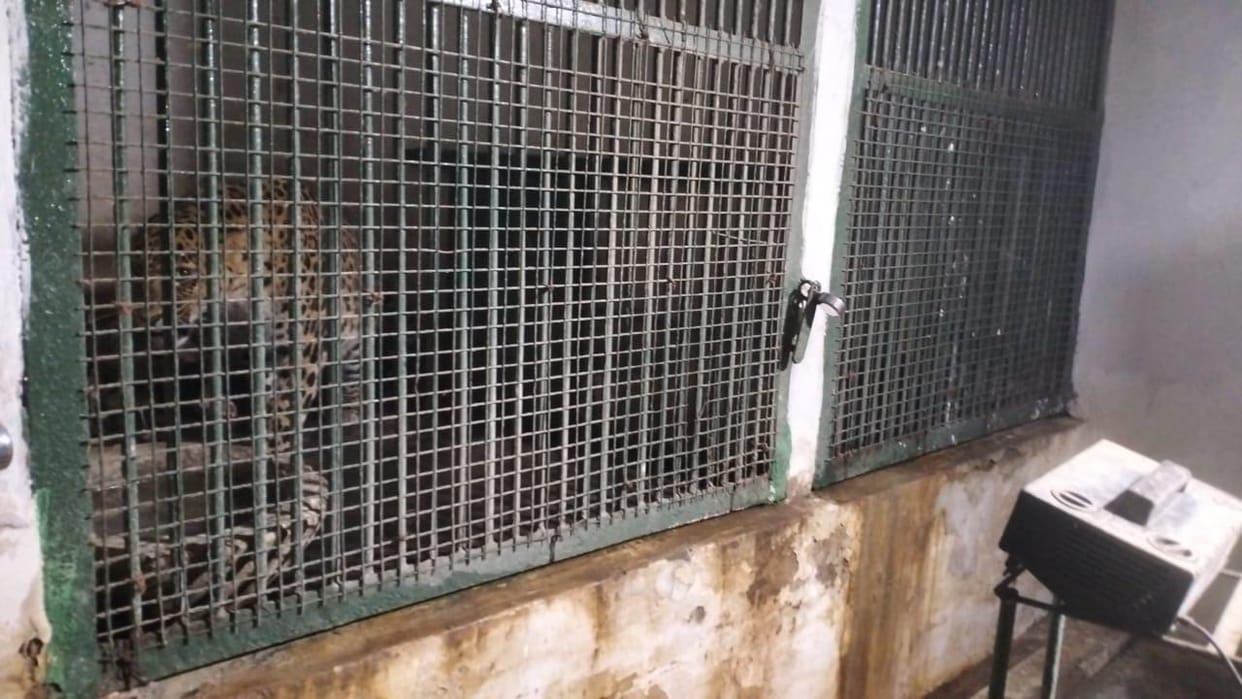Leopard rescued from Farrukhabad and brought to zoo quarantined in hospital for 15 days