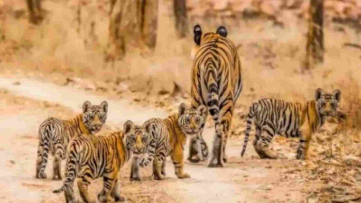 Three man-eater tigers attacked a woman together