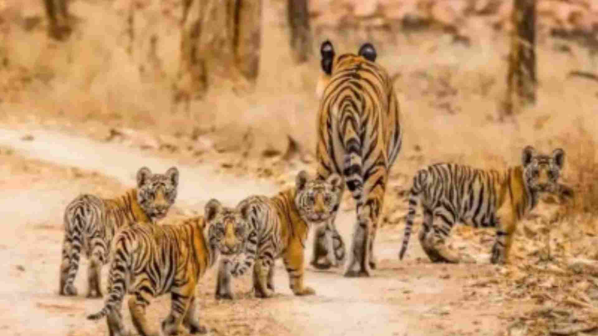 नरभक्षी बने एक साथ तीन बाघों ने किया महिला पर हमला