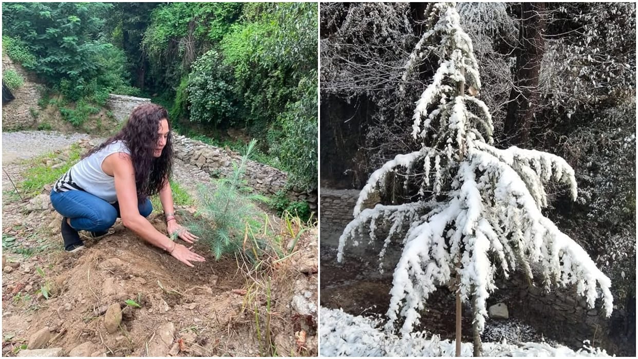 Preity Zinta talks about giving back to mother nature and revealed that she planted Cedar tree three years ago