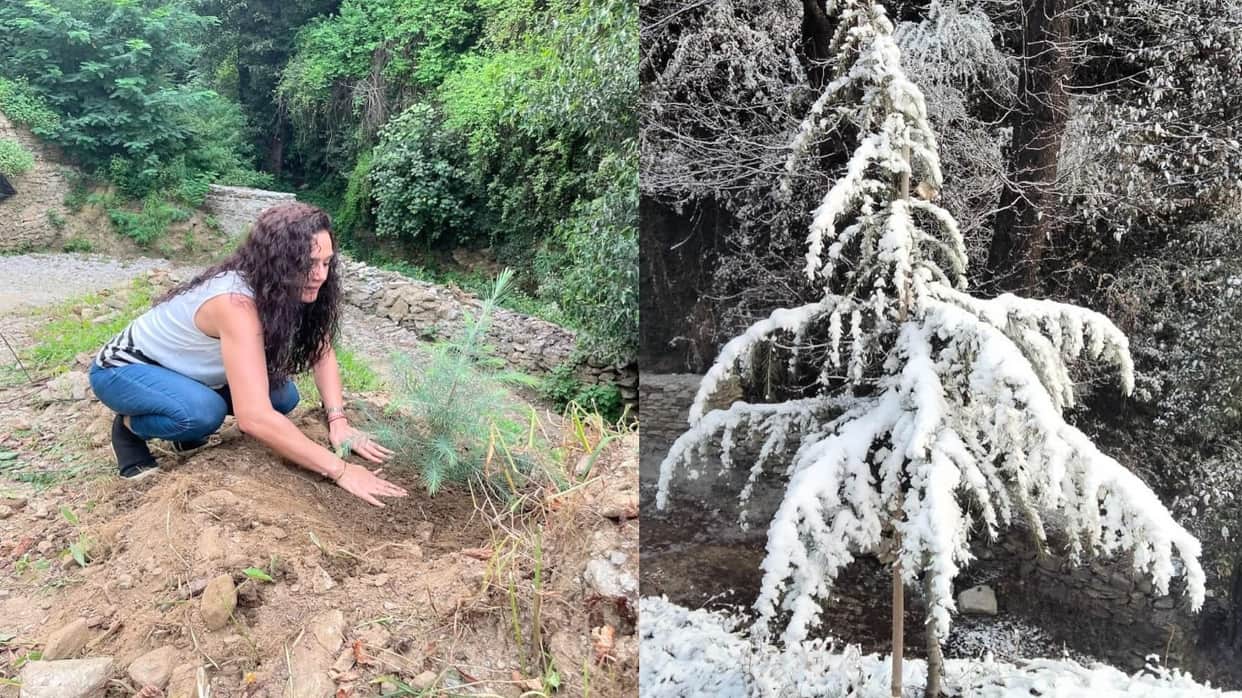Preity Zinta shared a picture of a pine tree laden with snow on social media, wrote- I am happy to see it grow