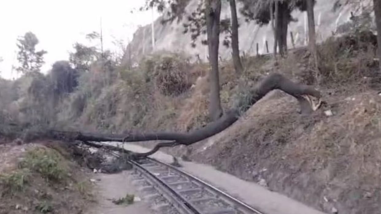 Solan Tree fell near the double wall of Solan on the World Heritage Track board employees reached the spot