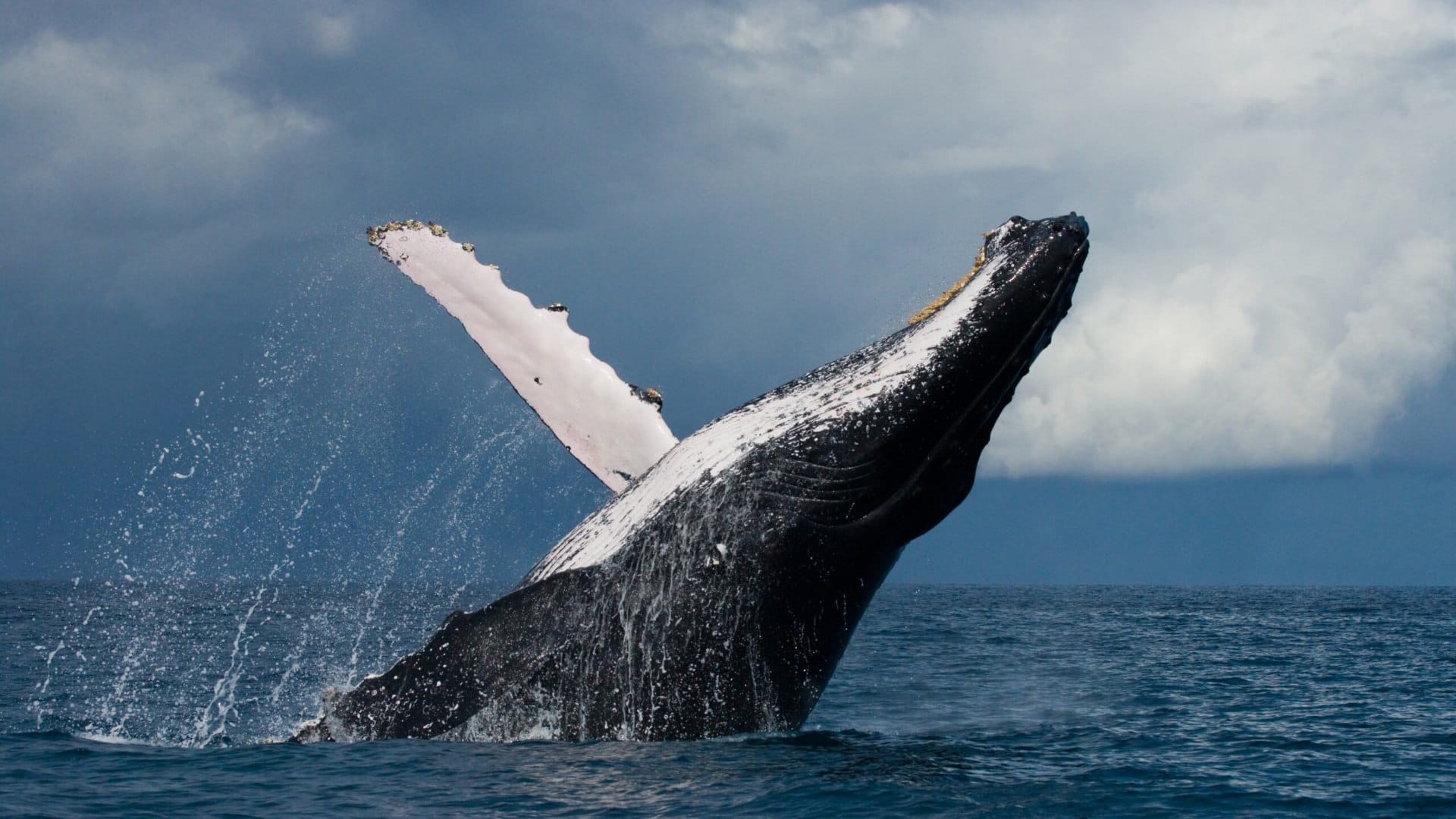 Social lives of whales, dolphins shape spread of infectious diseases