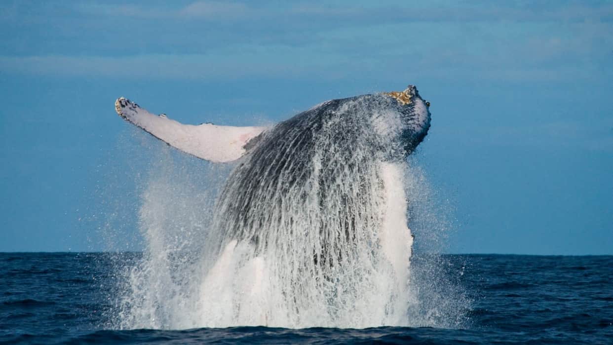 Ajab Gajab: Whale stuns scientists with record journey spanning three oceans to mate