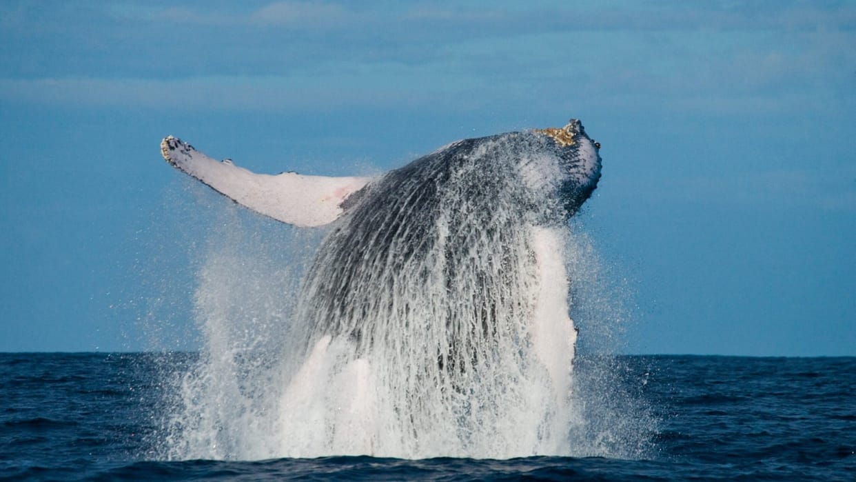 Ajab Gajab: Whale stuns scientists with record journey spanning three oceans to mate