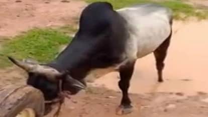 शाहजहाँपुर में सांड ने 55 साल की महिला को मार डाला