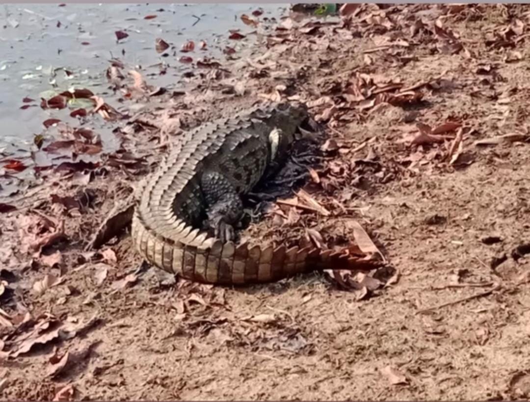 Damoh News: 10 feet long crocodile came out of the pond and came near the school