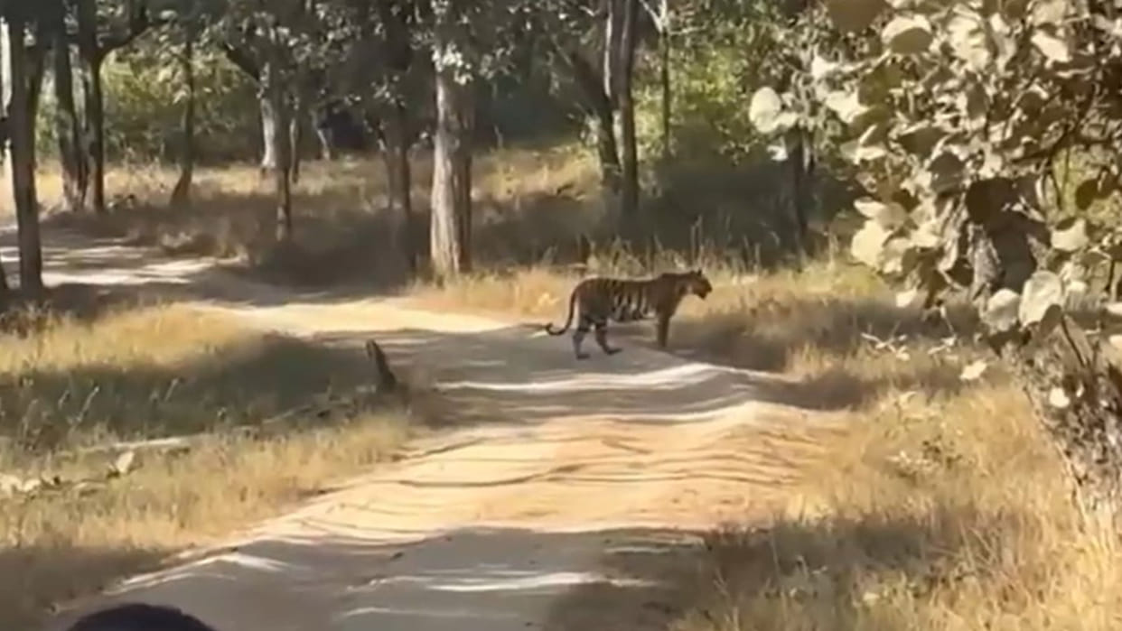 Tigress seen with cubs near Turiya Gate in Pench Tiger Reserve