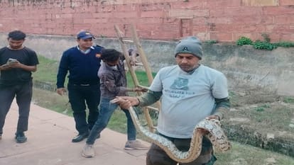 अजगर