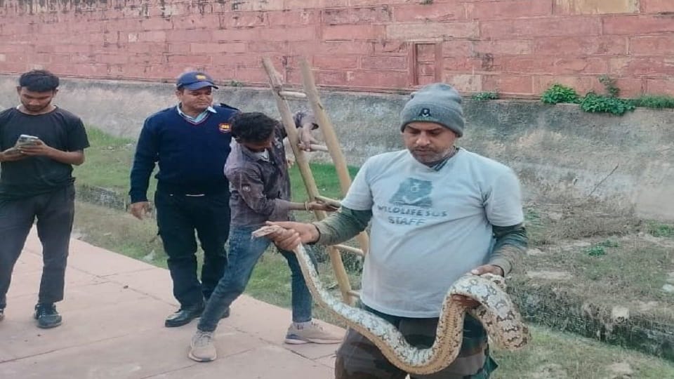 Tourists got scared after seeing a six feet long python in Agra Fort wildlife team rescued it