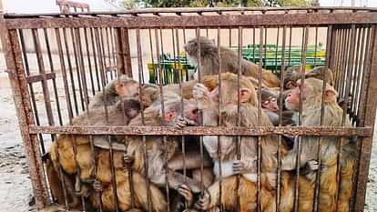 More than 400 monkeys caught in Sadabad