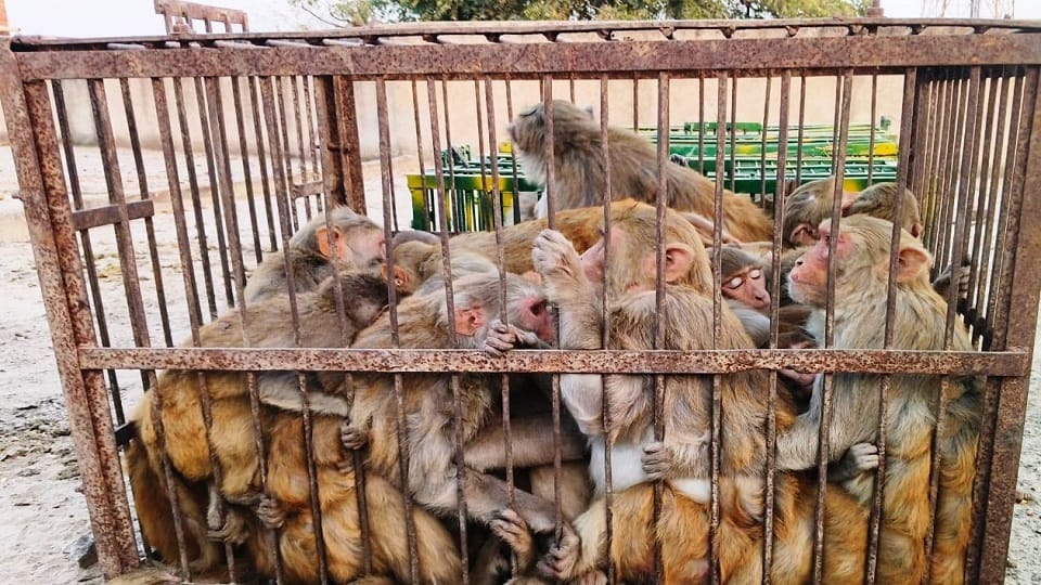 More than 400 monkeys caught in Sadabad
