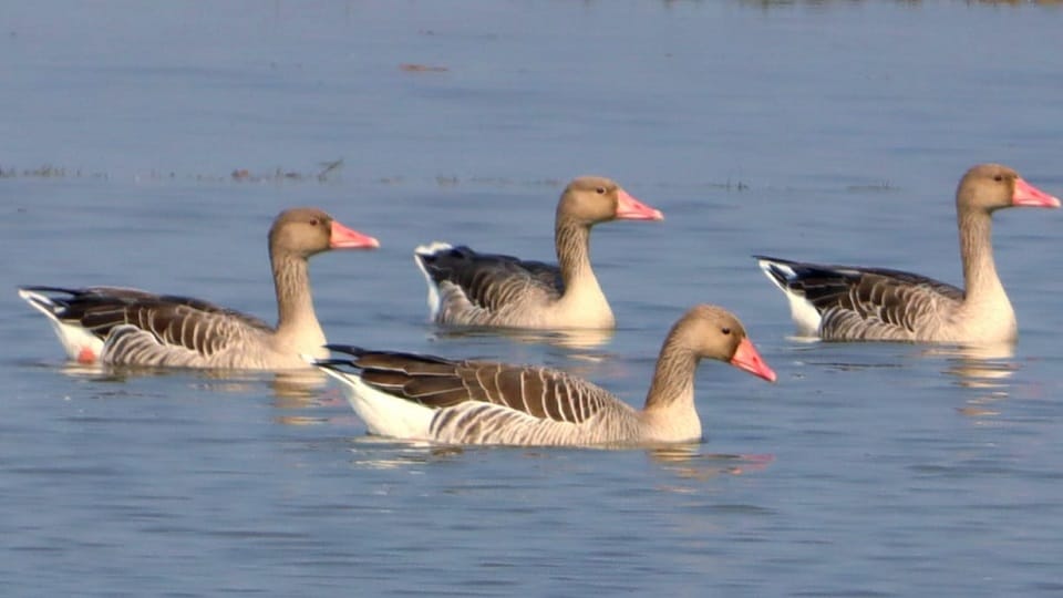 Gathering of birds from Europe, Iran and Siberia in Tarai haldwani