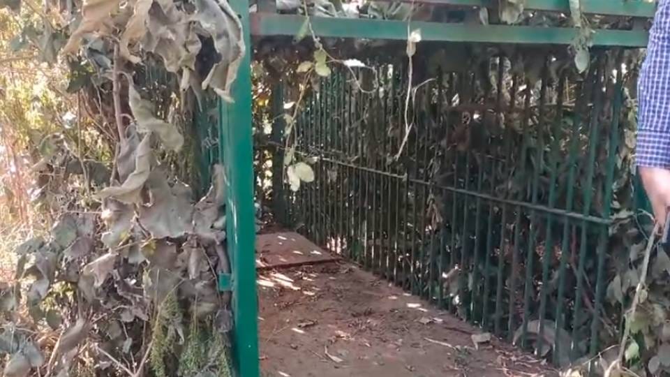 forest workers kept waiting with goat tied up In Lucknow tiger came and ran away with meat of deer