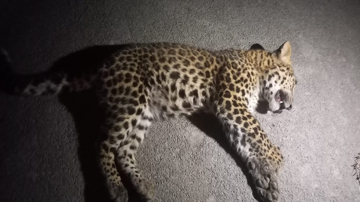 Leopard cub died due to vehicle collision in Pilibhit