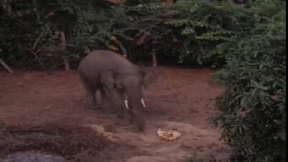 Elephant attacks Sambalpuri village villagers in panic in Raigarh