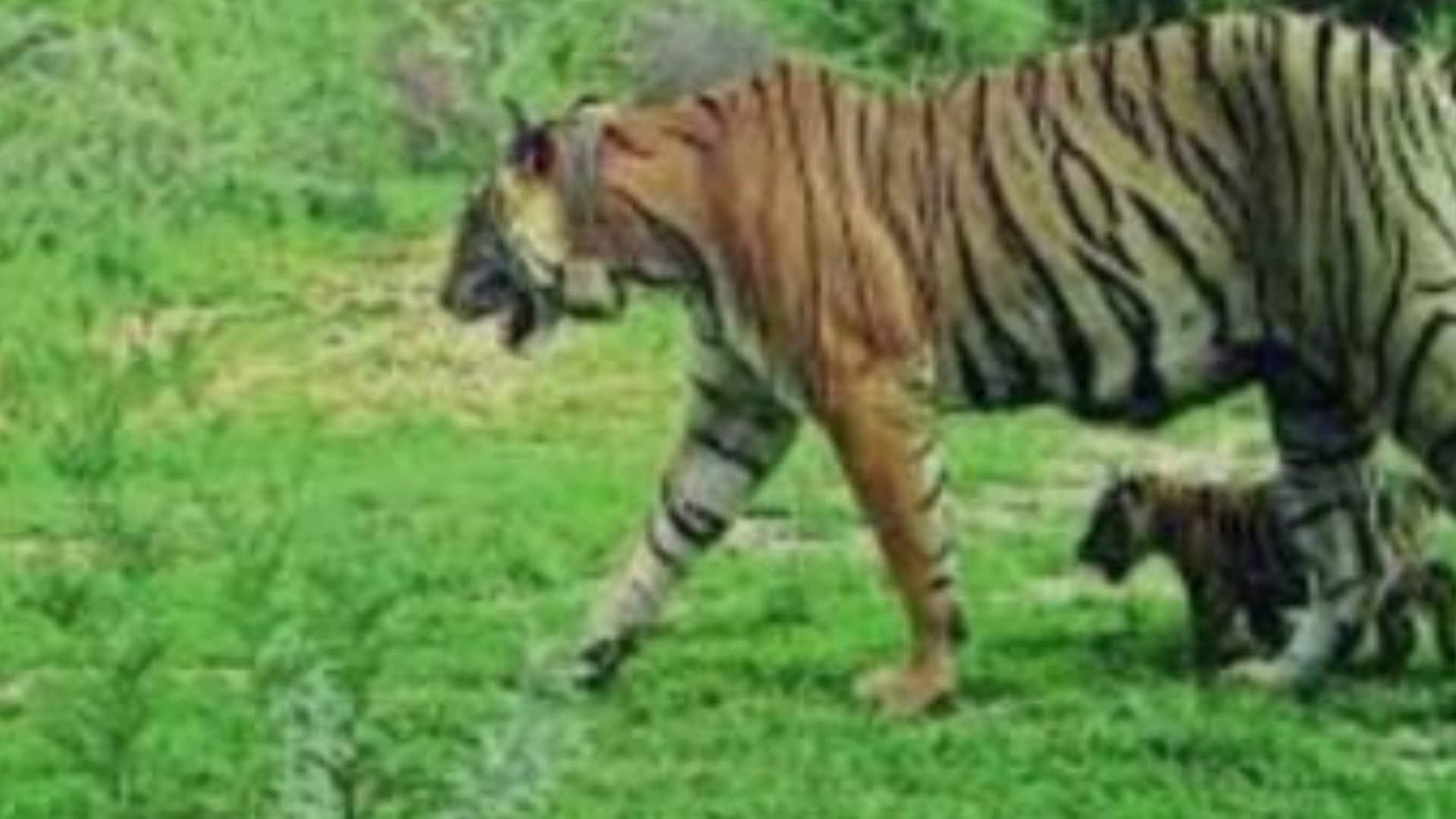 शावक के साथ खेलती नजर आई मादा बाघिन