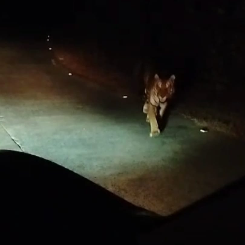 Fear of tiger in Bhopal: Tigress seen roaming in the outskirts of the city with three cubs.