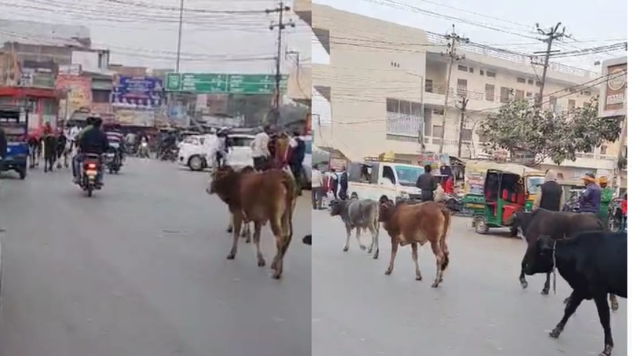 Responsible people become careless stray cattle are roaming on the road becoming the cause of accidents