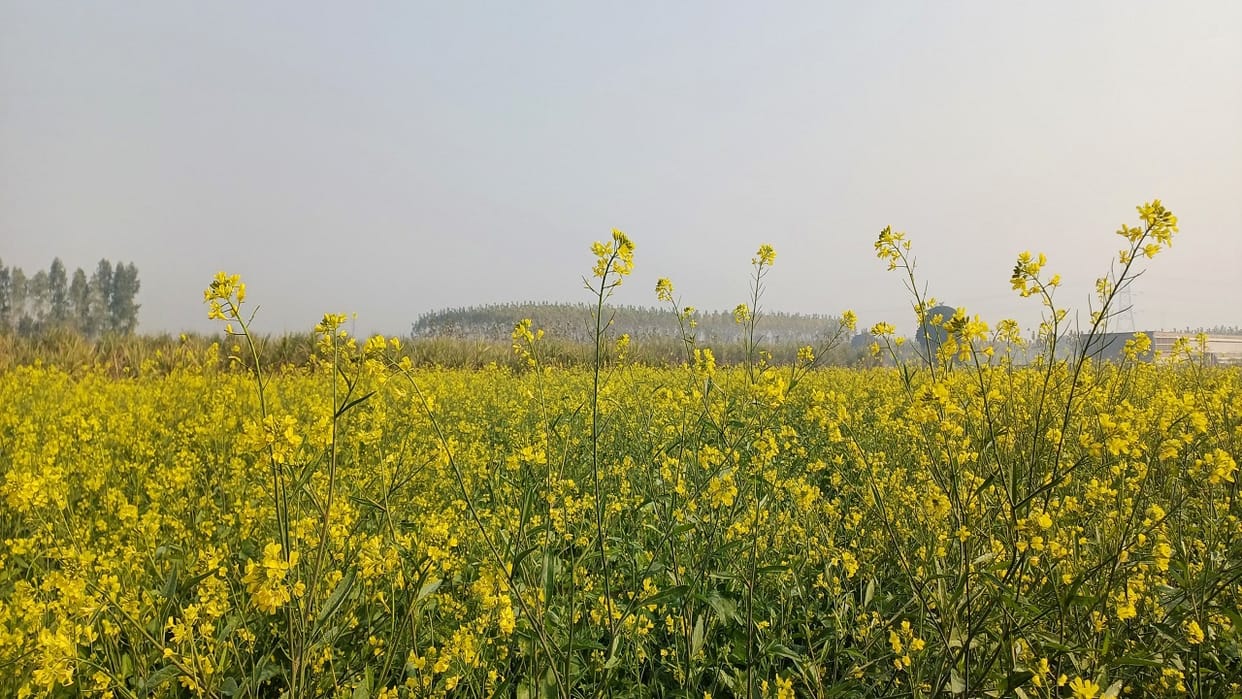Mustard and wheat crops have blossomed with the increase in cold in Yamunanagar