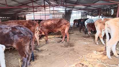 Seven cattle died in a Gaushala in Una due to cold and lack of fodder