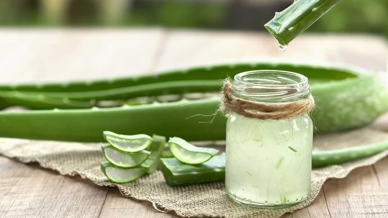 Aloe Vera Use In Winters Sardiyon Me Aloe Vera Istemal Karna Chahiye Ya  Nahin - Amar Ujala Hindi News Live - Skin Care Tips:सर्दी के मौसम में चेहरे  पर एलोवेरा जेल इस्तेमाल