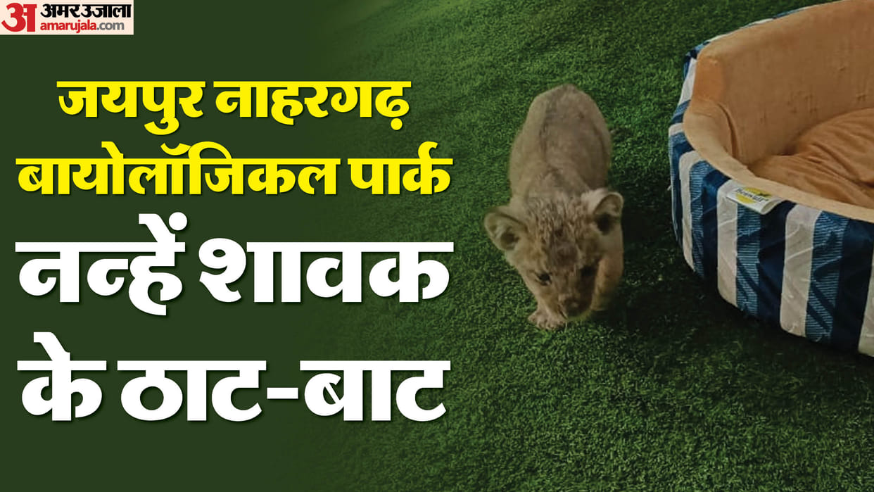 Jaipur: Special milk ordered from America for the cub of lioness Tara in Nahargarh Biological Park
