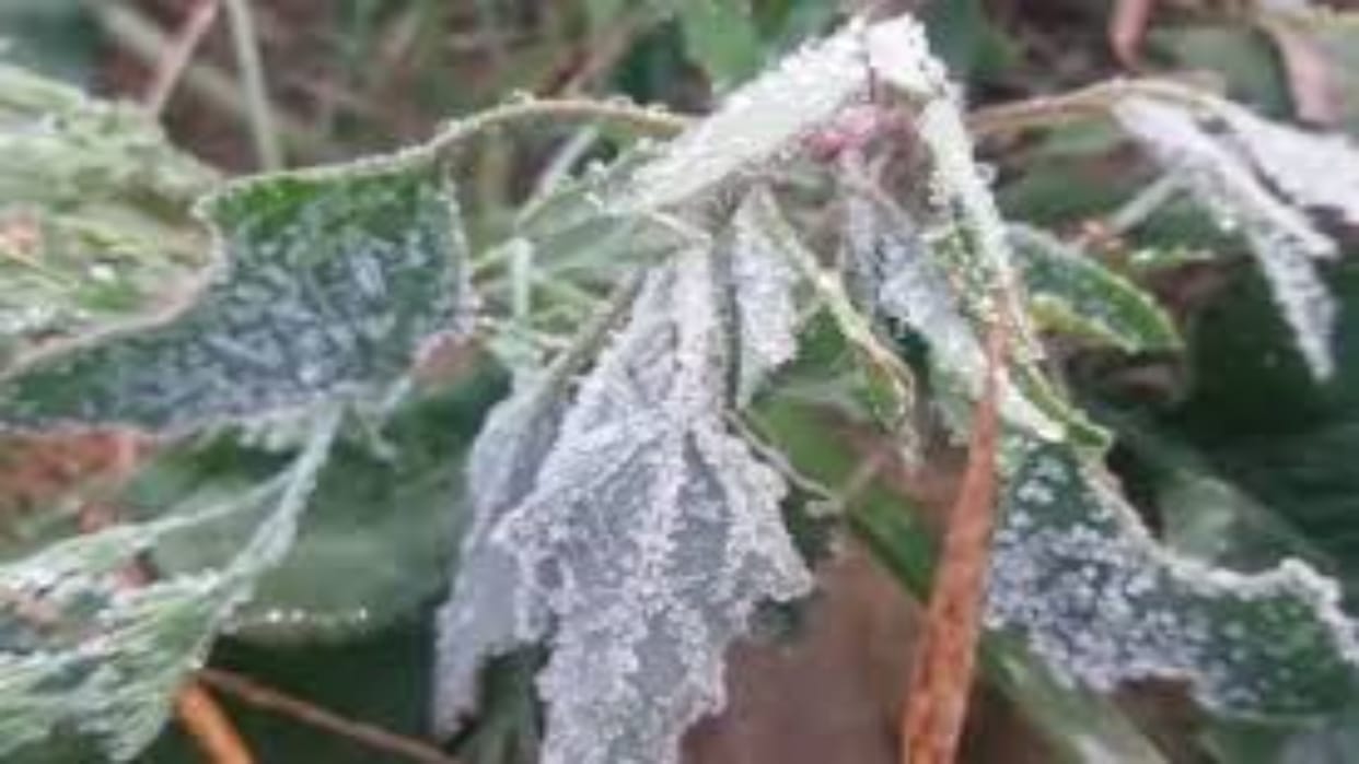Rajasthan Weather Update: State ready to show third color of weather, warning of severe cold wave for 5 days
