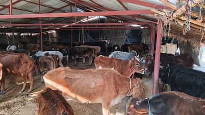 himachal pradesh cattle died in a Gaushala in Una due to cold and lack of fodder