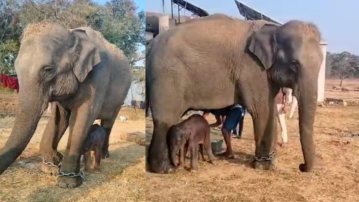 Banda: New guest in Panna Tiger Reserve, ''Ananti'' gave birth to a baby elephant