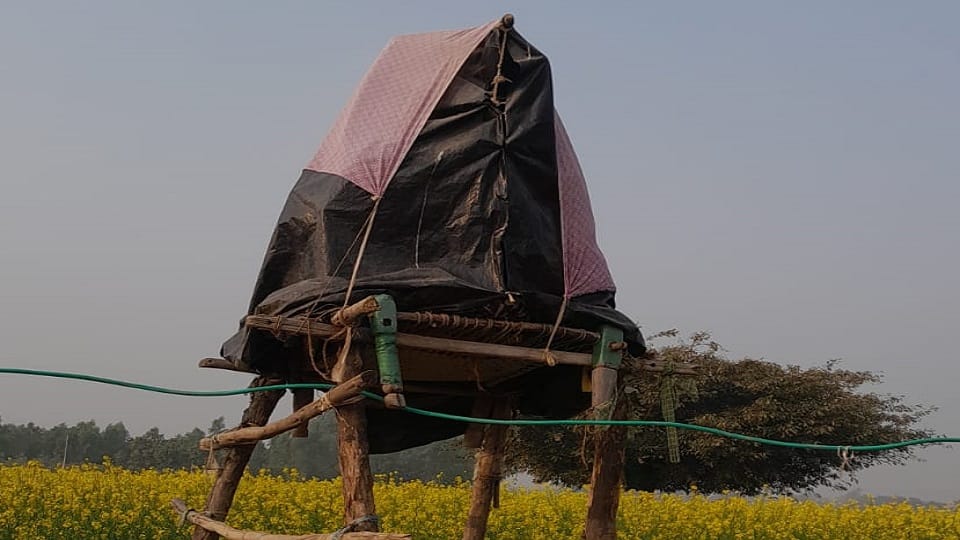 Farmers living at night by machan on their fields