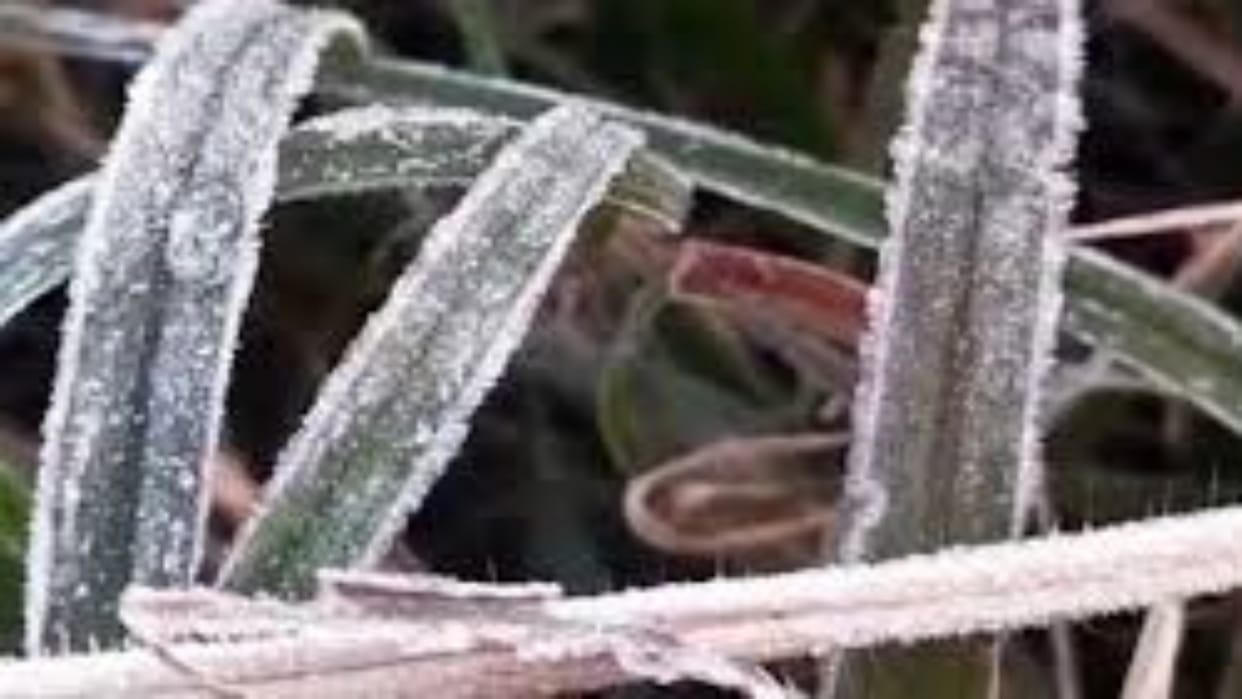 Rajasthan Weather Update: Cold wave in 7 district, mercury in minus in Shekhawati, will fall by 2 degrees more
