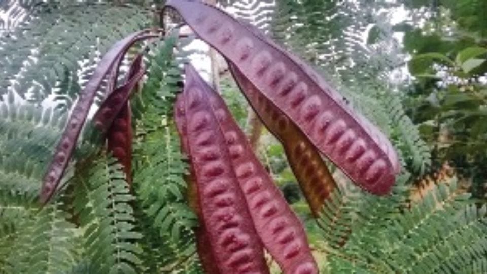 Study of Subabul seeds effective treatment of type-2 diabetes Indian scientists discovery