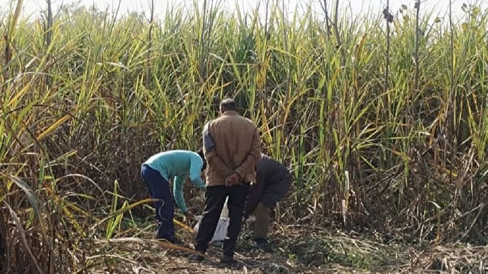 Saharanpur: Dead bodies of two leopard cubs found in the field... A crowd gathered at the spot