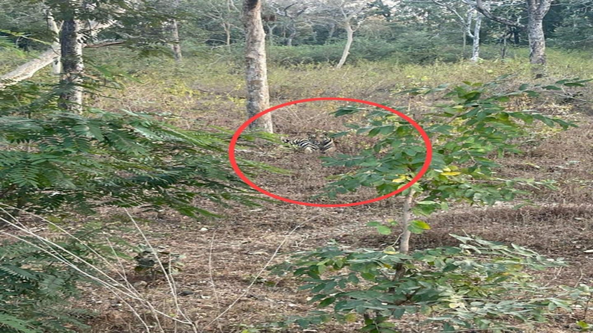 नेशनल हाई-वे 43 पर शहडोल के पास  सड़क किनारे बैठा बाघ