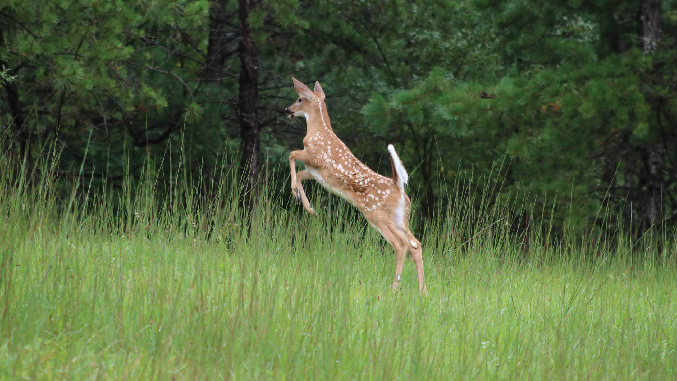 वायरल काव्य