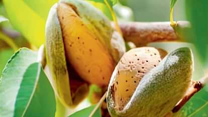 California almonds make Himachal's gardeners rich, the Horticulture Department has prepared plants