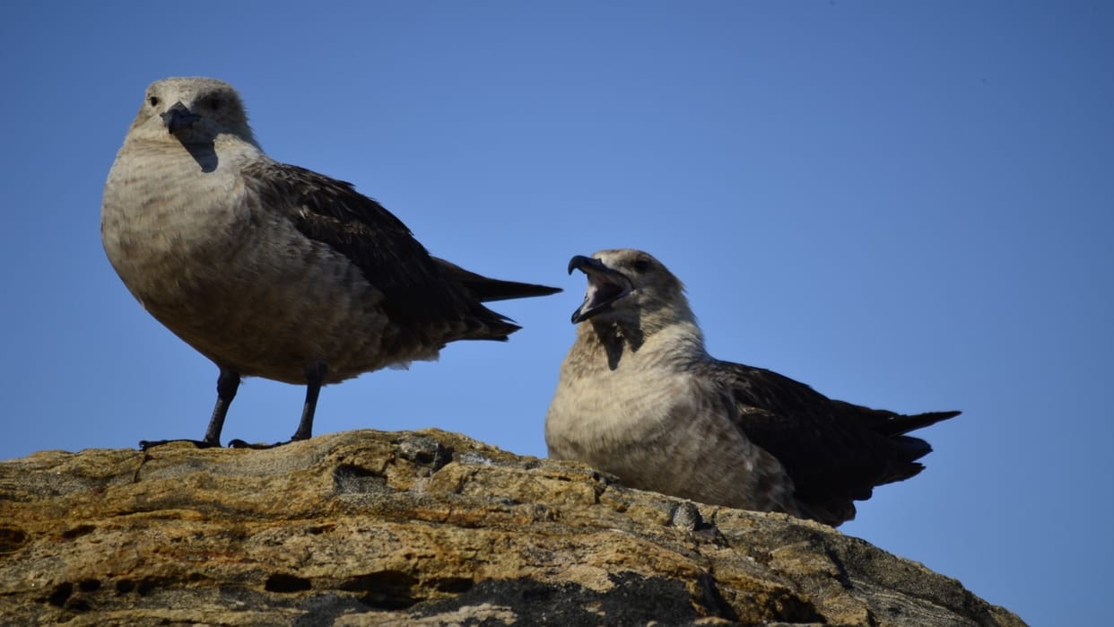 The Impact Of Plastics On Sea Birds