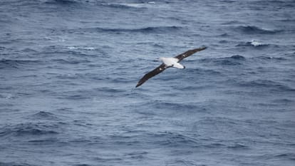 The Impact Of Plastics On Sea Birds