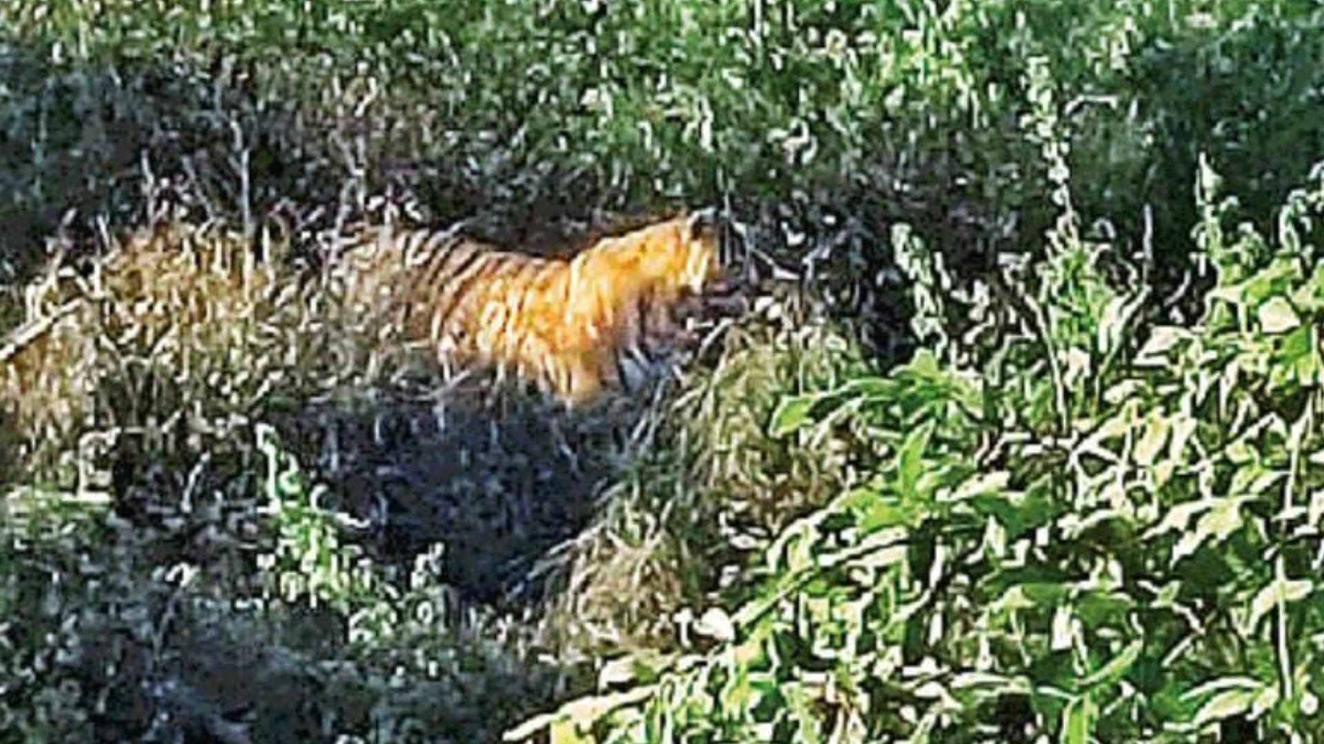 Tiger was seen near rahmankheda and nearby villages in Lucknow.