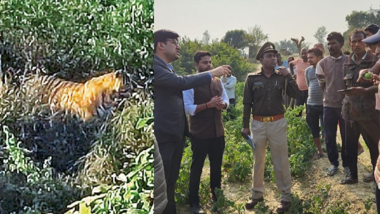 Tiger was seen near rahmankheda and nearby villages in Lucknow.