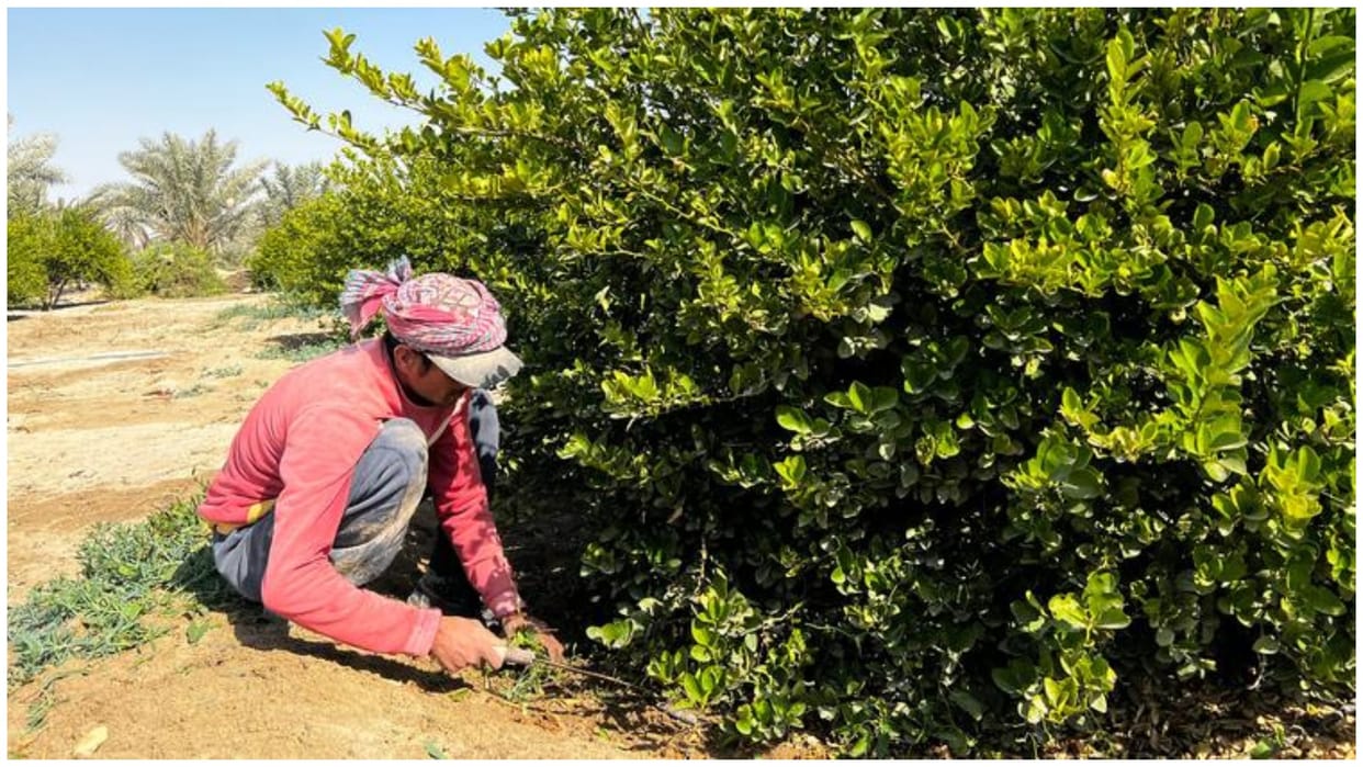 Saudi Arabia: With the scent of lemon, encouraging innovation in agriculture
