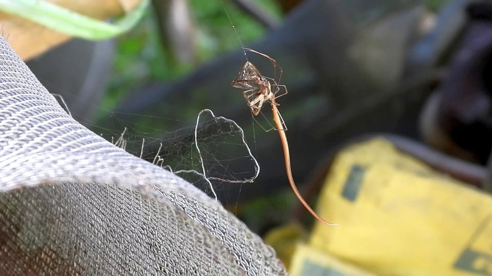 Rare Eriamnus cylindrogaster spider found in Kafal Eco Park, Chaukodi
