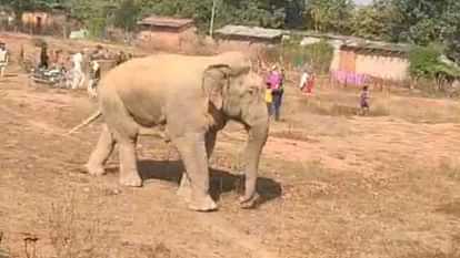 Injured elephant wandering here and there in search of food in Korba