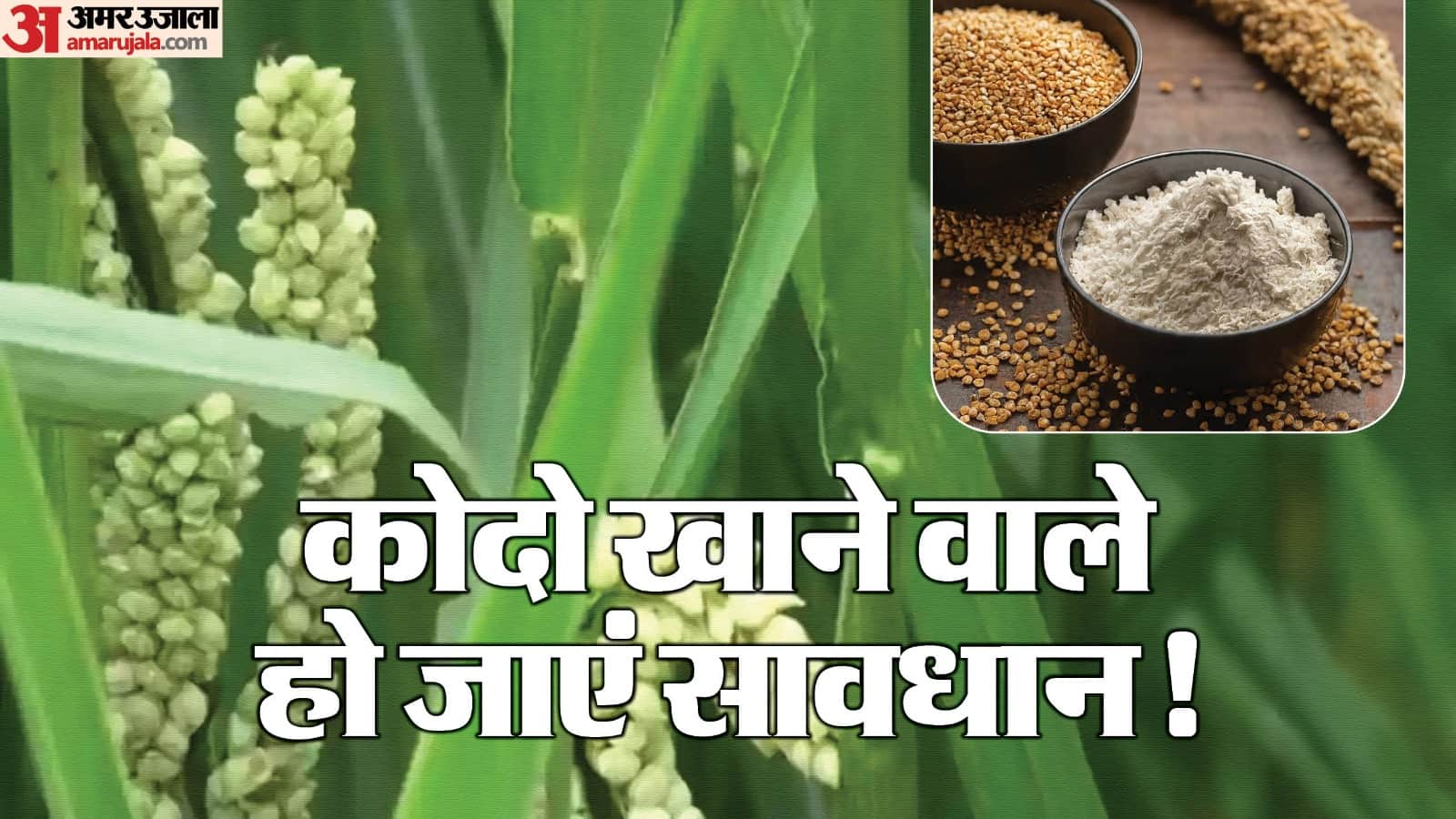 MP News: The havoc of Kodo! 13 people fell ill in two districts in two days